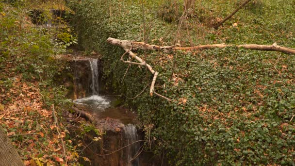 Trapsgewijze stroom in het bos — Stockvideo