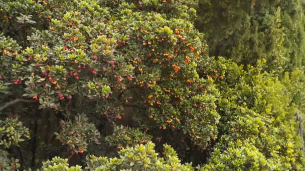 Arbusto verde con bayas rojas y amarillas — Vídeos de Stock