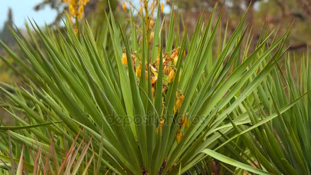 Yucca bush s sušené žluté květy — Stock video