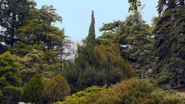Хвойные деревья в национальном парке — стоковое видео
