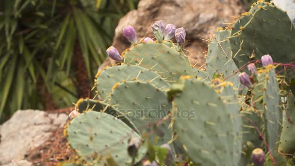 Cactus floreciente. Flores en el cactus — Vídeo de stock