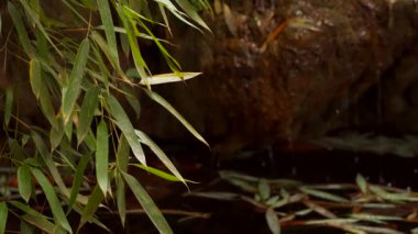 Arka plan bulanık yapraklarda Reed