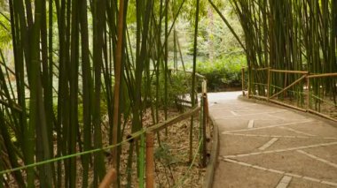 Bambu grove çitlerle çevrili yolda
