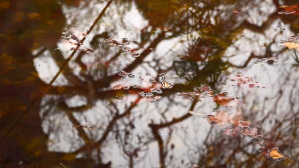 Reflexion der Bäume im Teich — Stockvideo