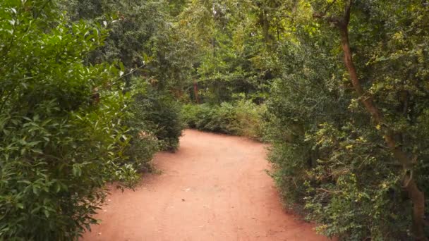 El camino arenoso en el bosque — Vídeos de Stock