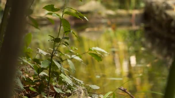 Ein Zweig eines Busches auf einem verschwommenen Hintergrund Teich — Stockvideo