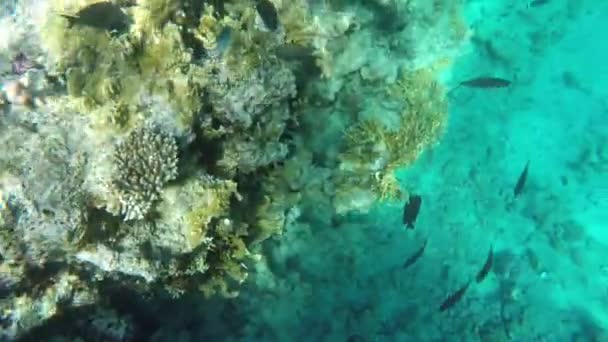 Fische schwimmen in der Nähe von Korallenriffen — Stockvideo