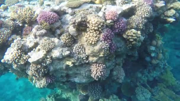 Разноцветные кораллы на рифе — стоковое видео