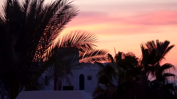 Silhouette von Palmblättern gegen den Himmel im Morgengrauen — Stockvideo