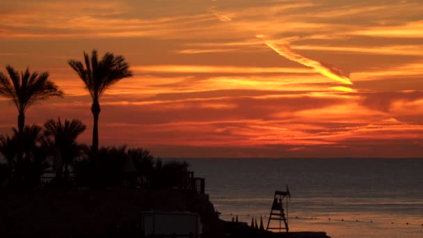 Силуети пальмових дерев на пляжі перед сходом сонця — стокове відео
