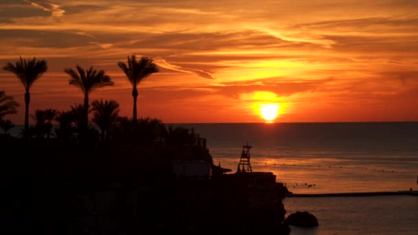Palmbomen op het strand bij zonsopgang — Stockvideo