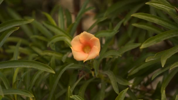 Помаранчева квітка серед зеленого листя — стокове відео