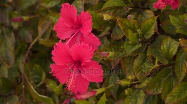 Hibiscus rosa-sinensis yaprakları arasında