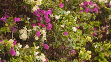 Bush Beyaz ve mor çiçekler