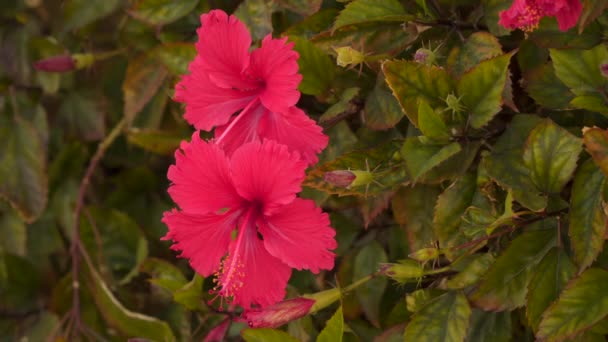 Hibiscus rosa-sinensis among leaves — Stock Video