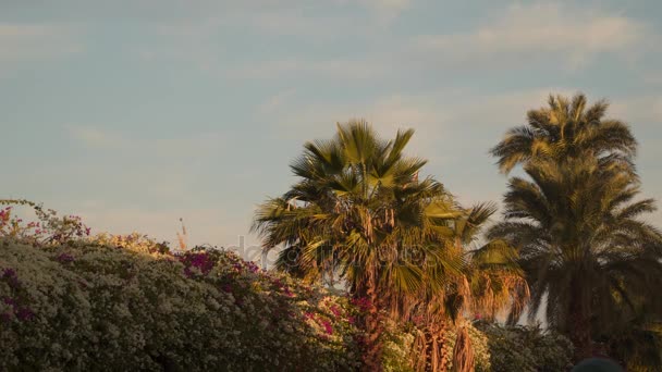 Palmiye ağaçları üzerinde uçan uçak — Stok video