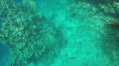 Resifleri arasında yüzen balık sürüsü