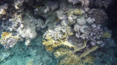 İki Chaetodon fasciatus mercan resifleri arasında yüzmek