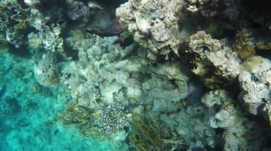 Balık yemek mercan arasında arıyorsunuz