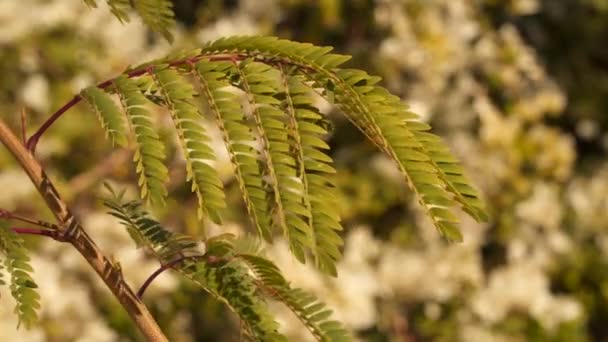 Rama de acacia sobre fondo desenfocado — Vídeos de Stock