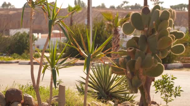 Young palm trees and cactus — Stock Video