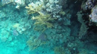 Chaetodon fasciatus mercan resifleri arasında yüzmek