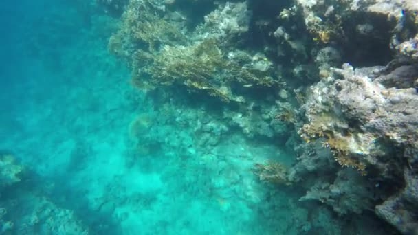 Arrecifes de coral en el agua clara — Vídeo de stock