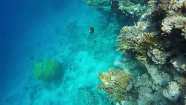 Peces flotando en las aguas cristalinas del mar — Vídeos de Stock