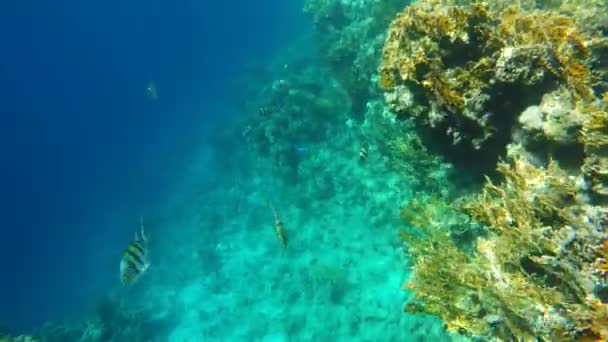 Ένα κοπάδι ψαριών που κολυμπά κάτω από την κάμερα — Αρχείο Βίντεο