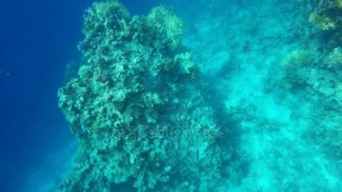 Mercan resifleri arasında balık yüzmek