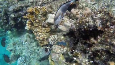 Mercan resifleri arasında surgeonfish yüzmek