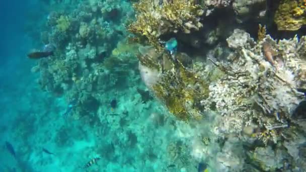 Fische und Korallen im Roten Meer — Stockvideo