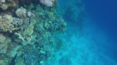 Şeffaf su Resifi'nde yakınındaki birçok farklı balık