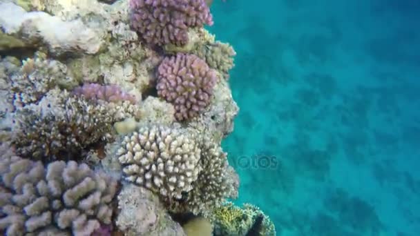 Korallen auf einem Riff im klaren Wasser. Rotes Meer — Stockvideo