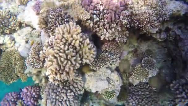 Multi-színes korallok a zátonyon, átlátszó vízben — Stock videók