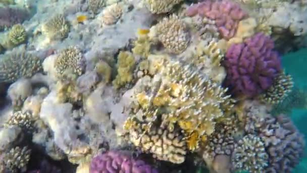 Рыбы плавают среди кораллов в прозрачной воде — стоковое видео