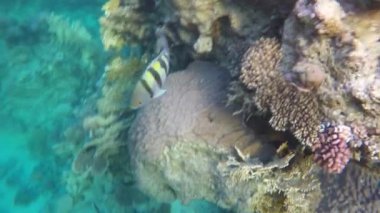 Abudefduf kamera önünde yüzer. Kızıldeniz