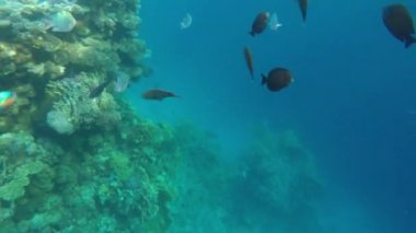 Skaridae saydam suda yüzüyor ve kum ödeyin