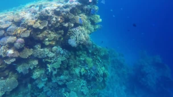 Arrecife de coral en el mar rojo — Vídeo de stock