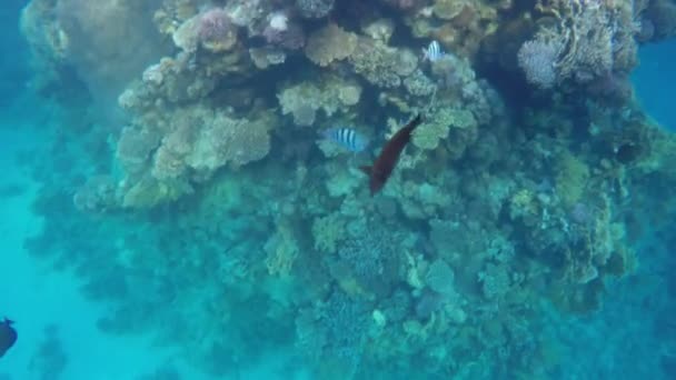 サンゴの近く Zebrasoma veliferum とオヤビッチャに泳ぐ — ストック動画