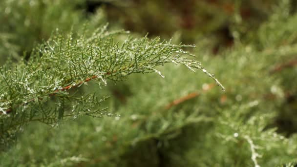 Thuja ág az esőcseppek — Stock videók