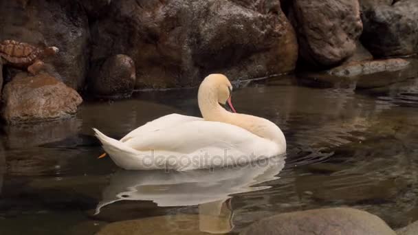 Swan swimming in a pond — Stock Video