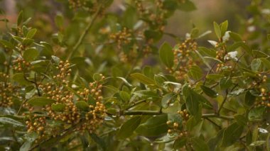 Yağmur altında bir ağaç dalı