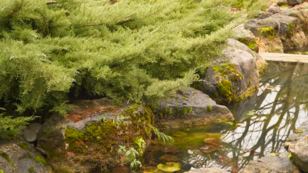 Un petit ruisseau bordé de pierres — Video