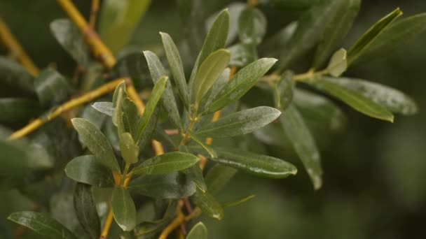Una rama del olivo — Vídeos de Stock