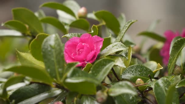 Flor de camelia en la lluvia — Vídeos de Stock