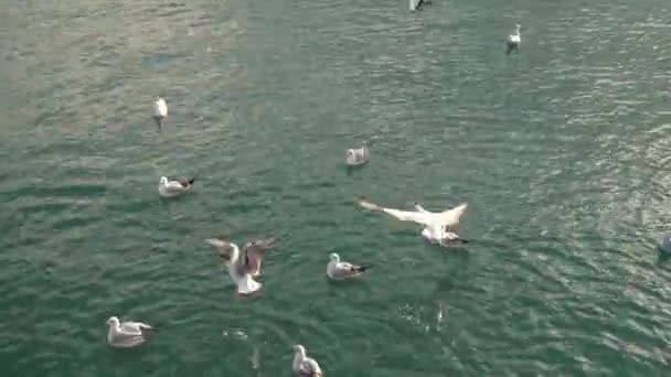 Aves marinas flotando en el mar — Vídeo de stock