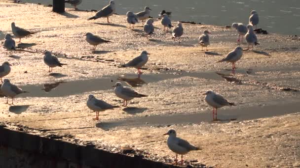 Чайки идут по пирсу, освещенному вечерним солнцем — стоковое видео