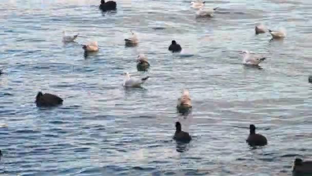 Möwen und Enten schwimmen im Meer — Stockvideo