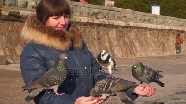 Las palomas comen con las manos de una mujer — Vídeo de stock